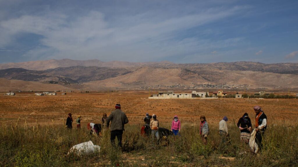 Empty fields, missed plantings: Lebanese fields barren as Syrian farmworkers displaced by war