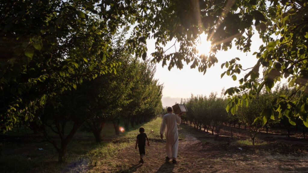 Dreams of Tremseh come alive as thousands return to Syrian village